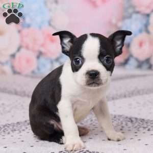 Joe, Boston Terrier Puppy